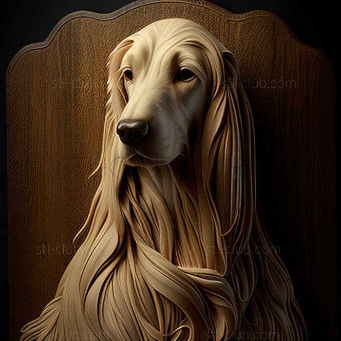 st The Afghan Hound dog